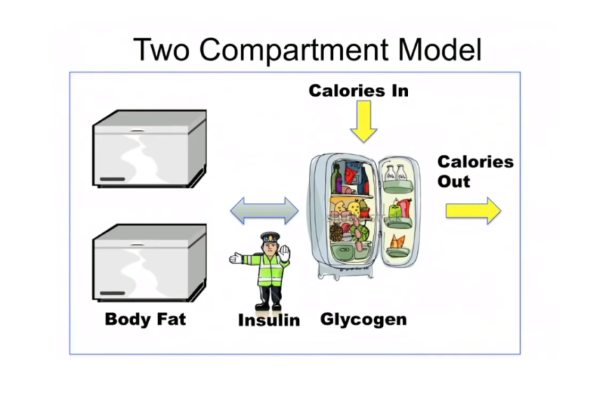 Insulin is the key to lose weight